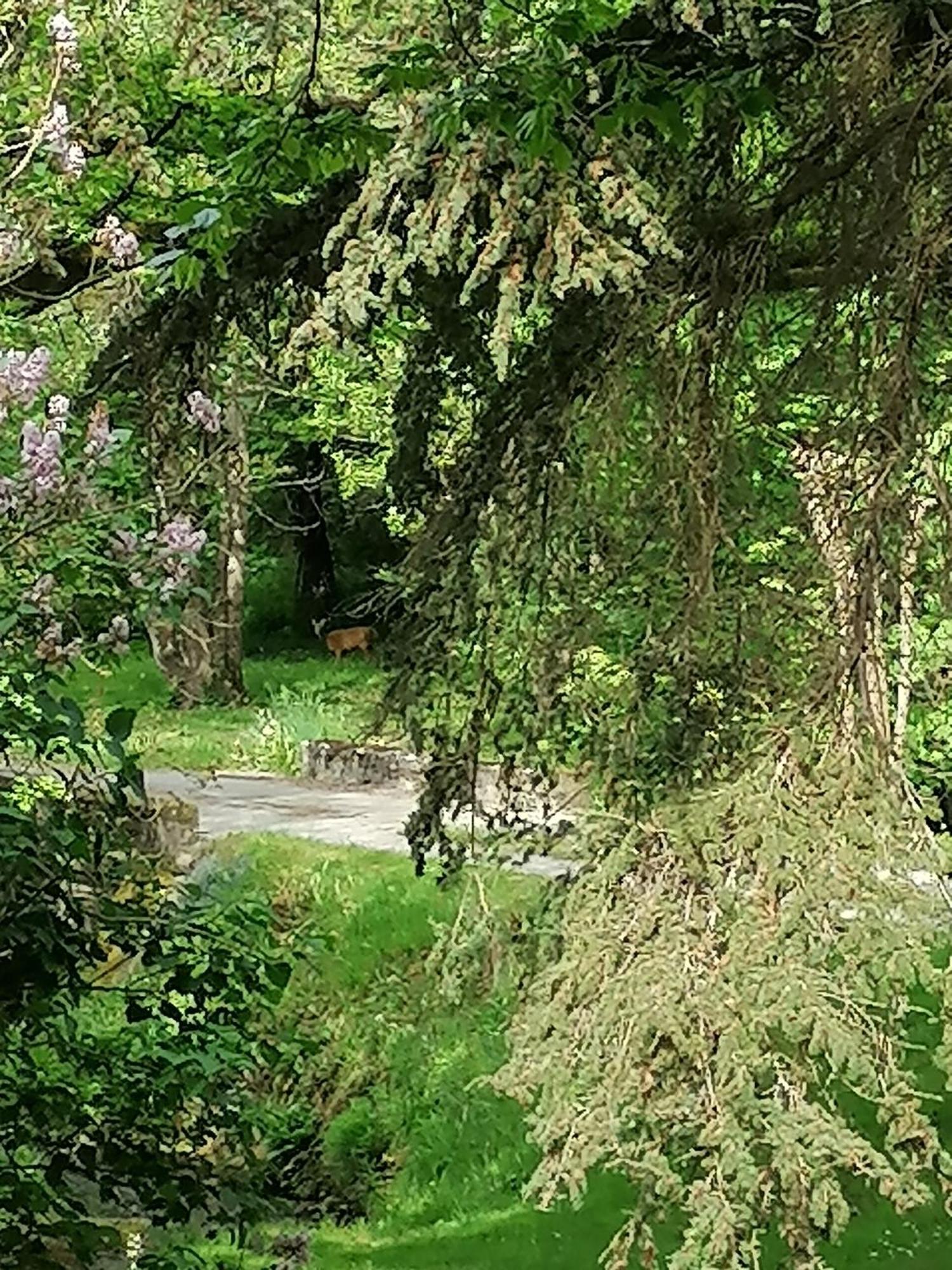 Le Moulin Du Mesnil Bed & Breakfast Saint-Georges-sur-Cher Dış mekan fotoğraf